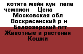 котята мейн-кун (папа чемпион) › Цена ­ 15 000 - Московская обл., Воскресенский р-н, Белоозерский пгт Животные и растения » Кошки   